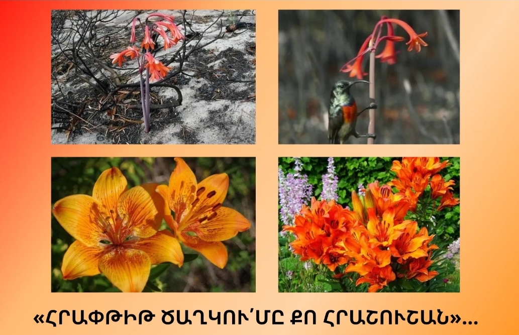«ՀՐԱՓԹԻԹ ԾԱՂԿՈՒ՛ՄԸ ՔՈ ՀՐԱՇՈՒՇԱՆ»…